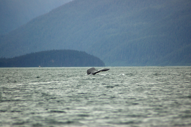 Alaska Cruise / Whale Watching