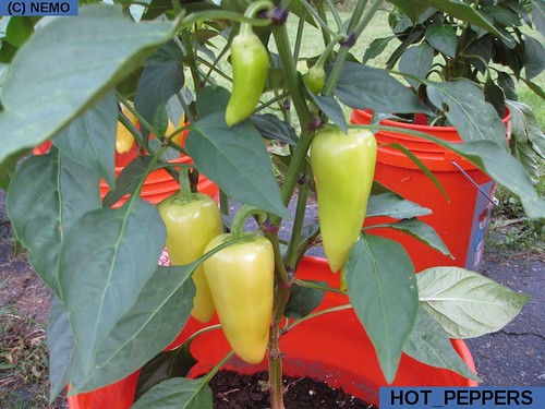 HOT PEPPERS