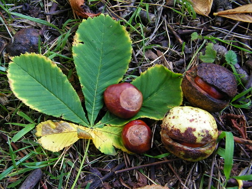 Chestnut Leaf and Fruits - Kastanienblatt und Frucht by abracacamera
