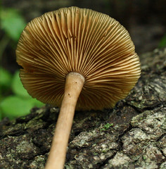 Wood Clitocybe gills