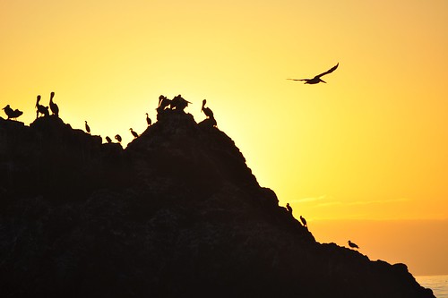 Pelicans at sunset, Cayucos Beach by JulieAndSteve