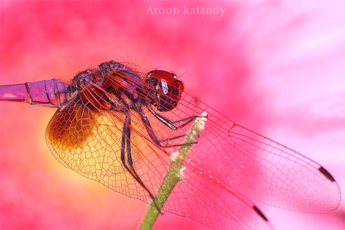 Colorful Dragon Fly.......