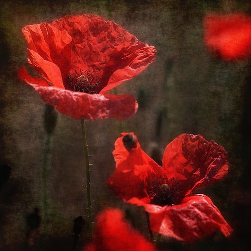 Poppies by pusiga