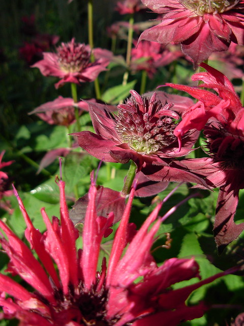 47  333a/365  wordlessly celebrating Bee Balm