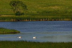 Swans and Tree DSC_9282 by Mully410 * Images