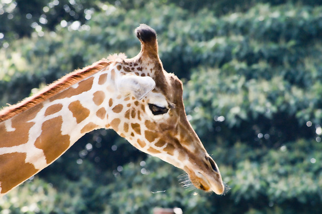 TOBU ZOO giraffe