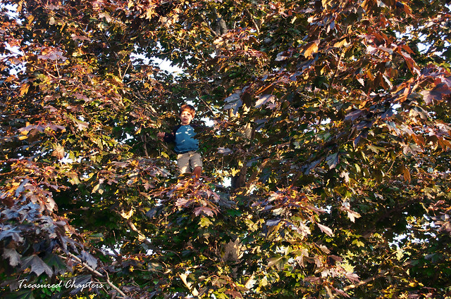 Jacob in tree
