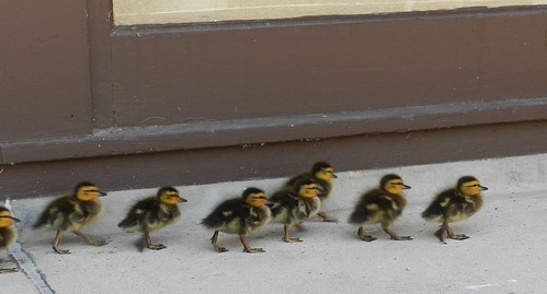 baby ducks3