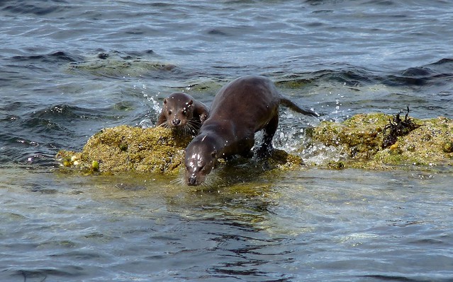 24531 - Otter, Langamull, Isle of Mull