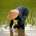 Campesino plantando arroz
