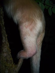 Tamandua rear leg standing