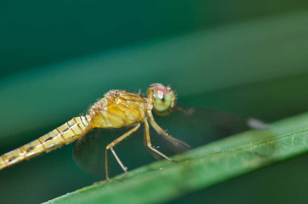Portrait of a Dragonfly 蜻蜓肖像 ...