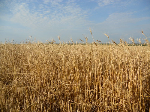 Hailed wheat