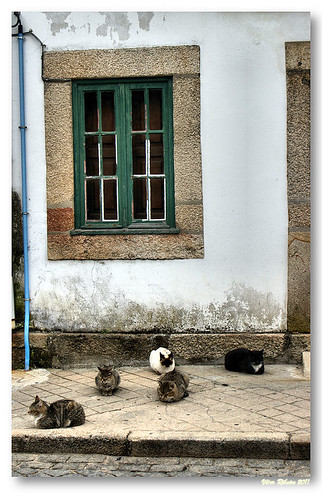 5 cats by VRfoto