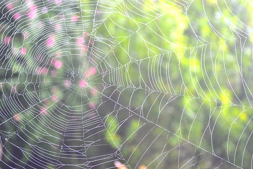 spiderweb by ellajohn