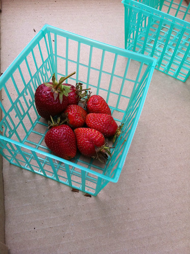 U-pick strawberry