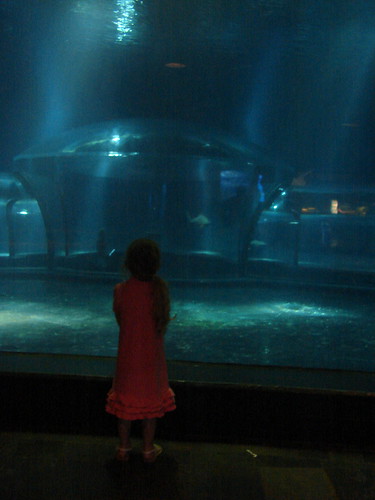 Aquarium Pic 8