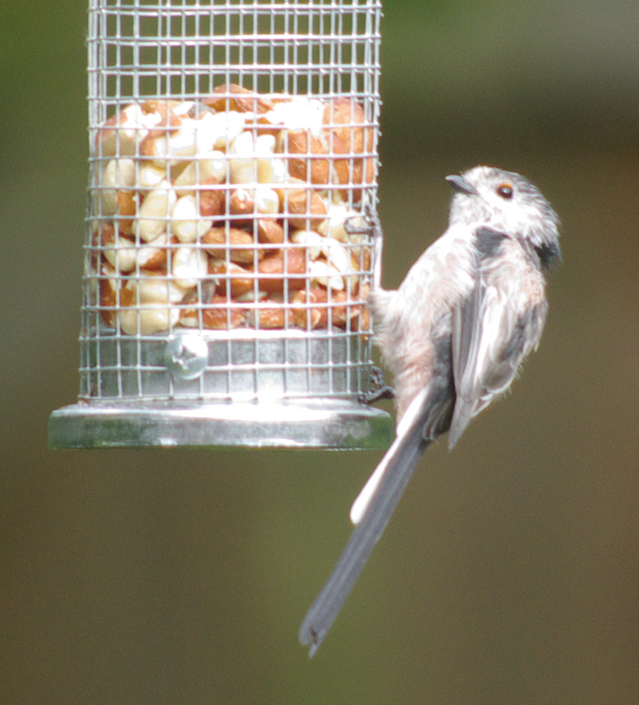 Long Tailed Tits 5