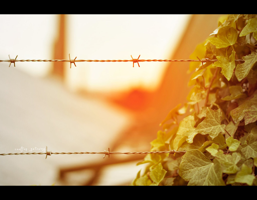 Project 365, Day 323, 323/365, Bokeh, sunset, happyfencefriday, hff, happy fence friday, fence, leaves, leaf, rooftop, Sigma 50mm F1.4 EX DG HSM, 50mm, 50 mm,