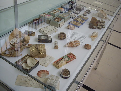 Seashell Collecting Display