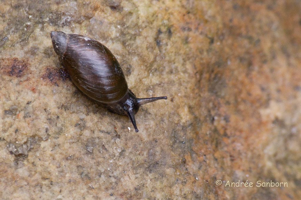 Land snail-5.jpg