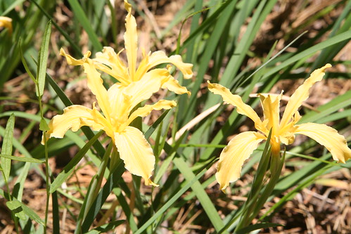 Wild Yellow Irises