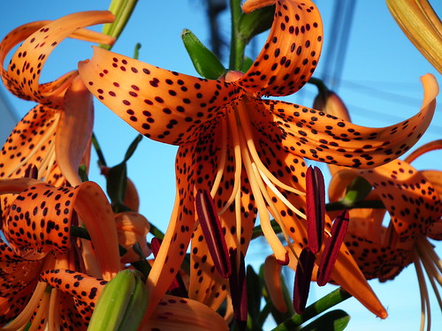 a Tiger Lily