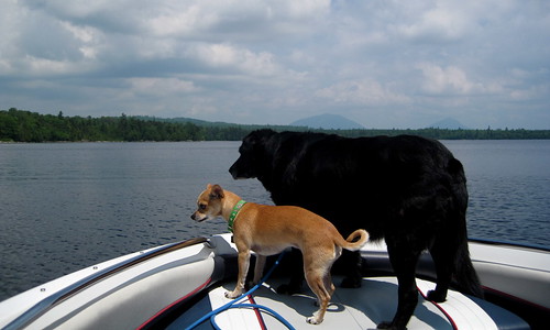 Midnight & Lola Bean love the boating by hmmlargeart