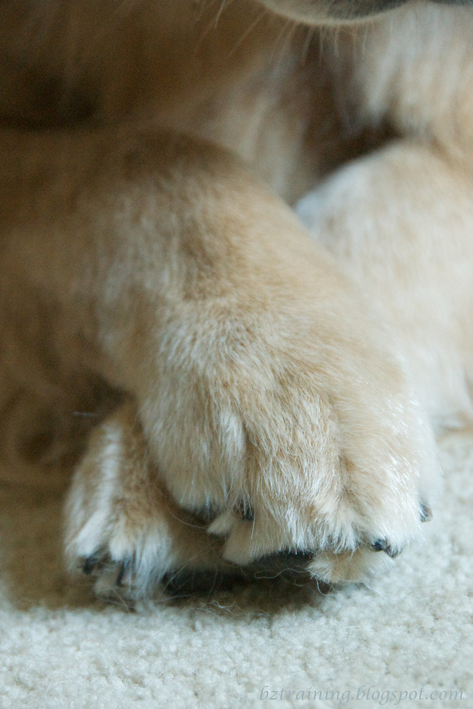 Crossed Paws