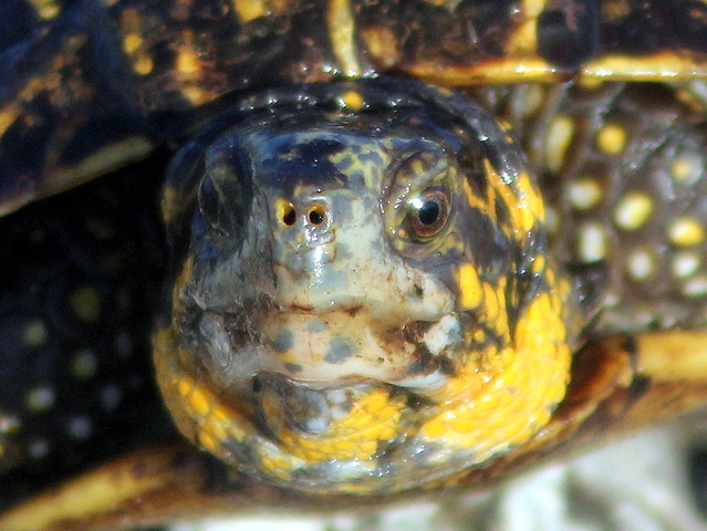 Florida Box Turtle face 20110721