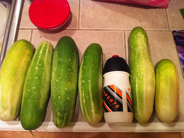 oops.  forgot to pick cukes for a couple days...