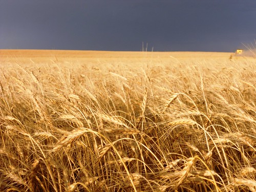 Dark sky and wheat