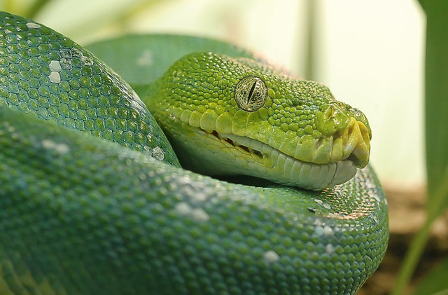 Saint Louis Zoological Garden, in Saint Louis, Missouri, USA - Green tree python