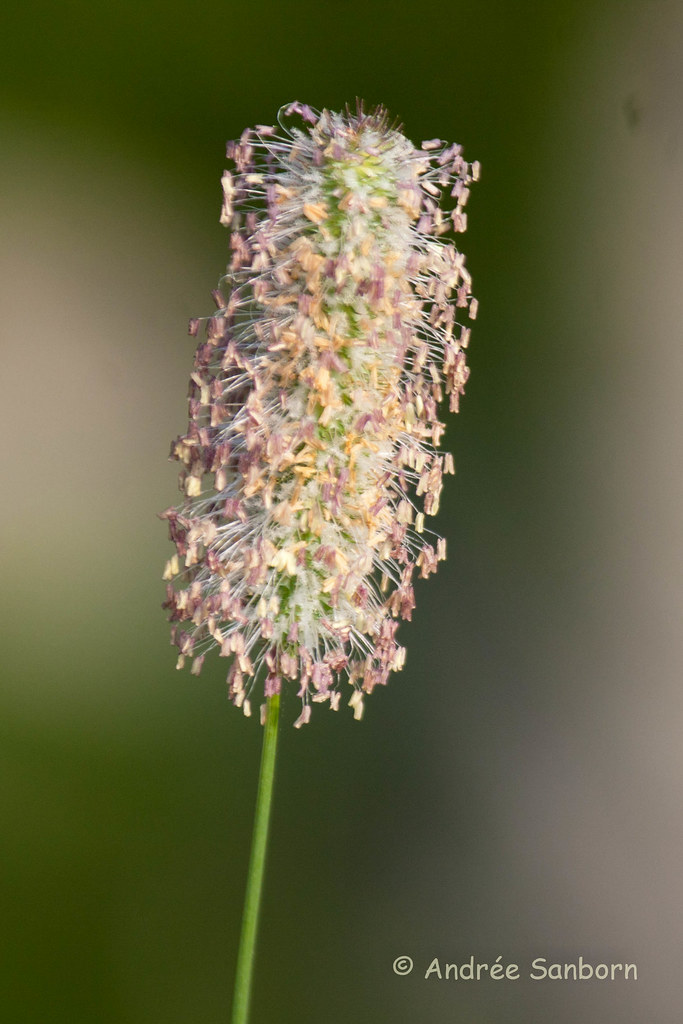 Grass Seed.jpg