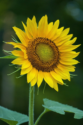sunflower  by saddleguy