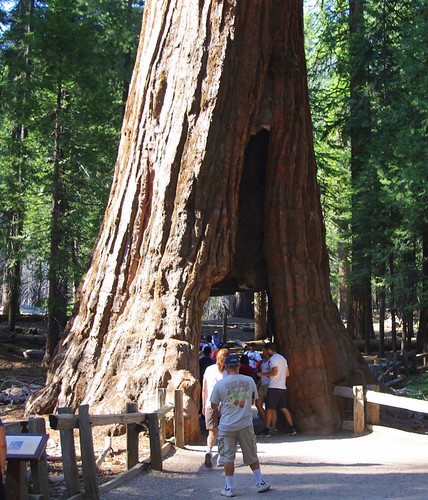Mariposa Grove Giant Redwood