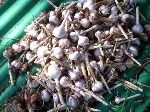 garlic_harvest