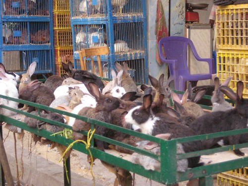 rabbits, Anfushi District
