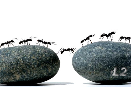 ant of rocks