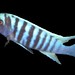 Metriaclima sp "zebra slim" 'Higga Reef'