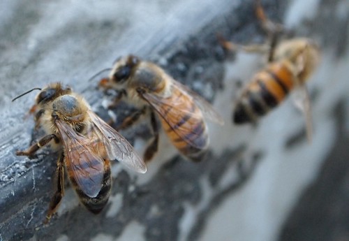 Honeybees Up Close - 1