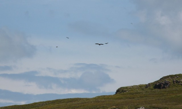 24678 - Golden Eagle, Isle of Mull
