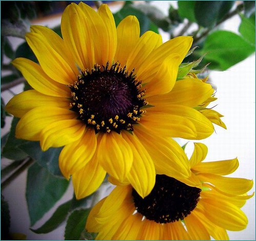 Sunflower by T.takako