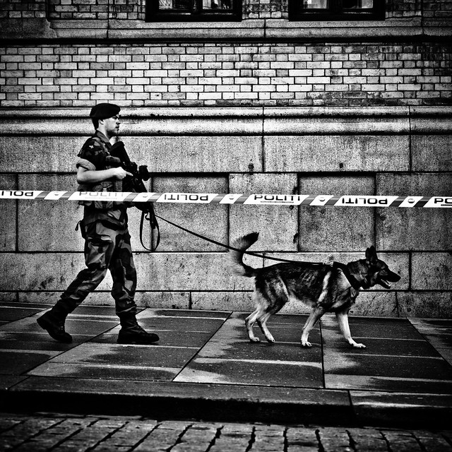 Military patrol dog