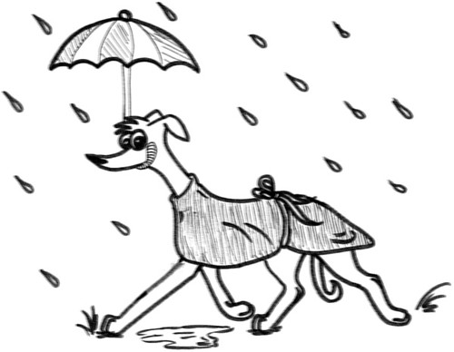 Comic-Whippet-Allwetterhund