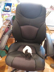Phyllis, the pregnant guinea pig (yes again!) tries out my new throne