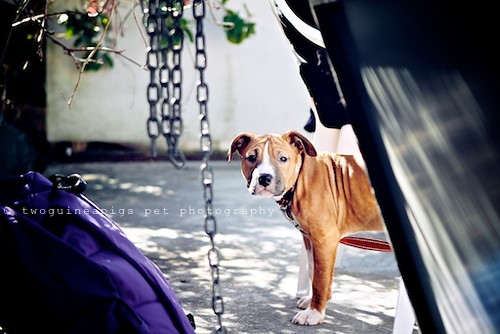 American Staffy by twoguineapigs pet photography, on Flickr