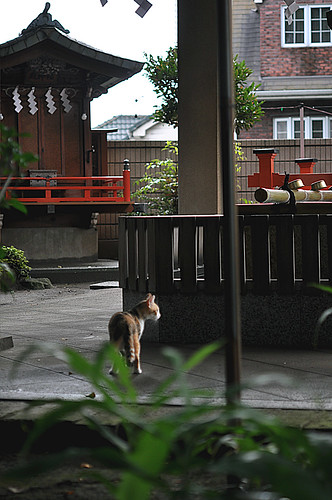 shrine cat