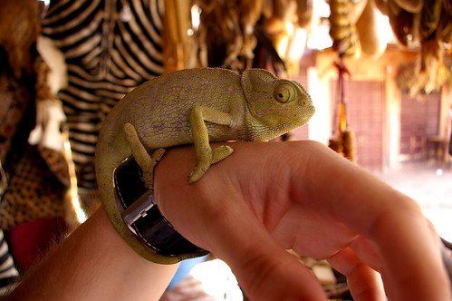 Karma Chameleon, Marrakech, Morocco