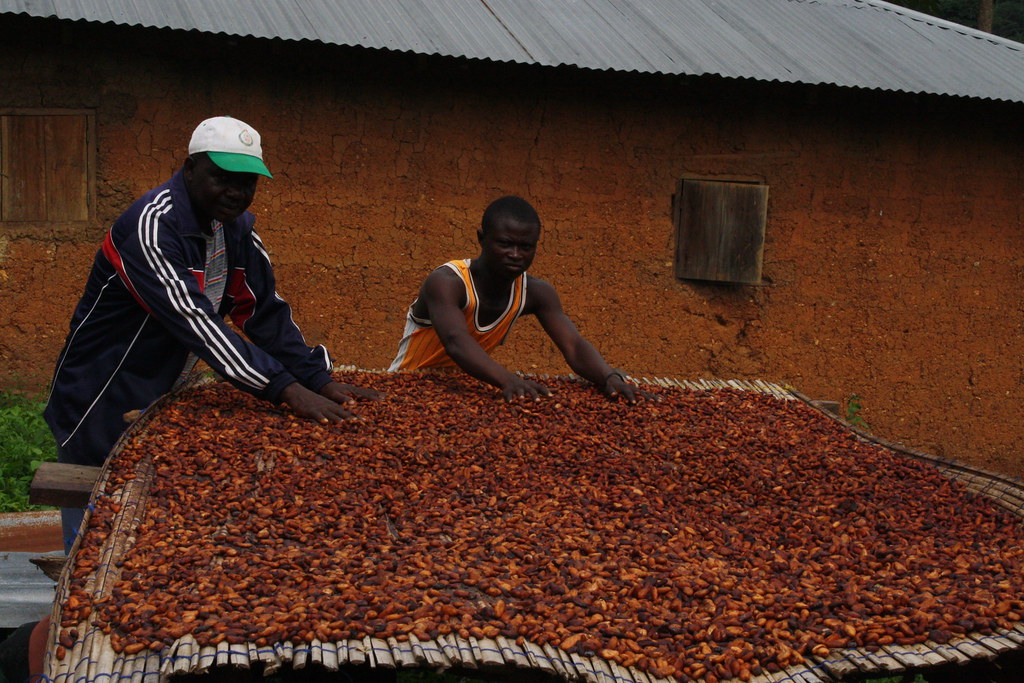 Table de séchage cacao Togo